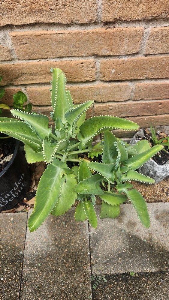 Plant