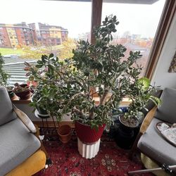 Large Flowering Jade Plant