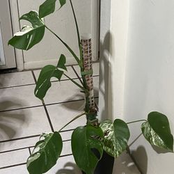 Monstera Albo Plant Will Come With Another Moss Pole 