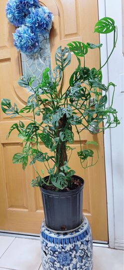 Monstera Adansonii