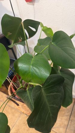 Monstera