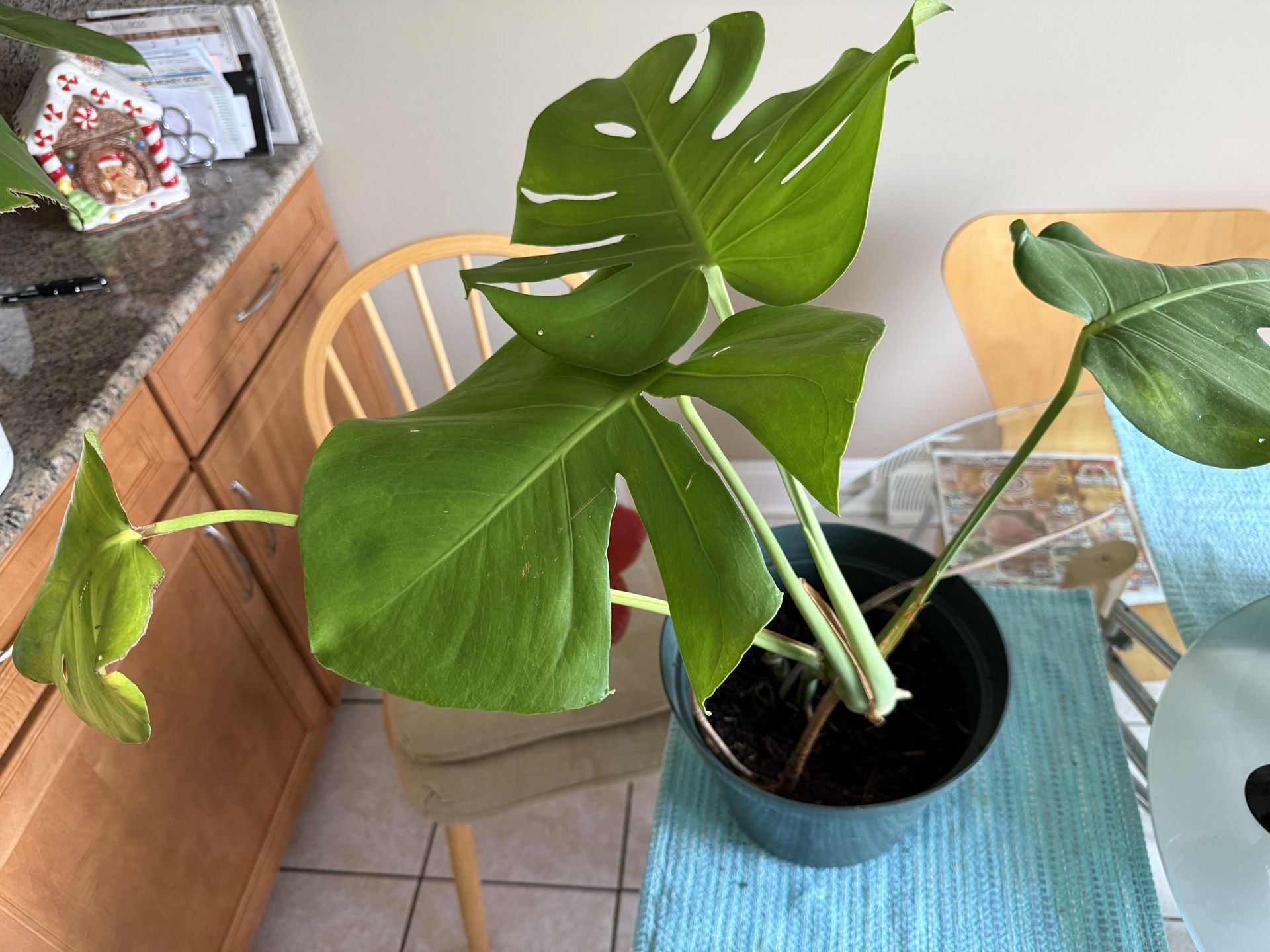 Monstera Deliciosa House Plant Low Maintenance