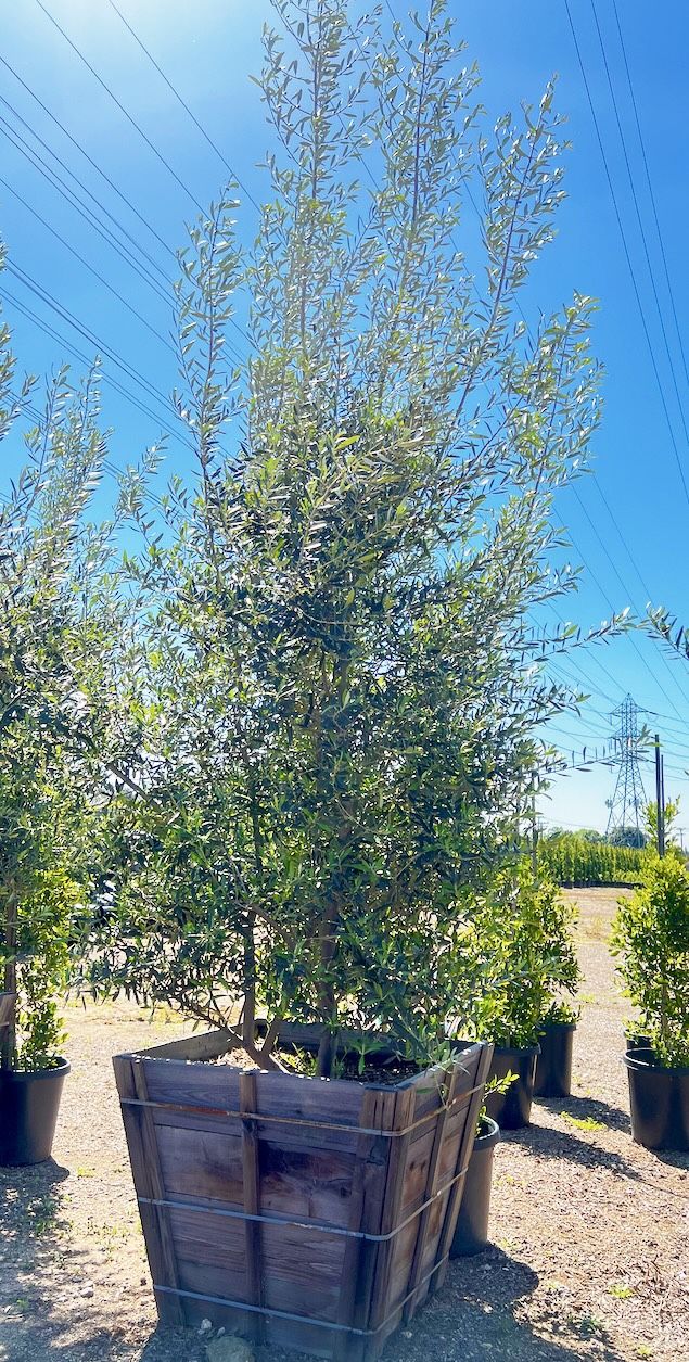 13ft tall fruitless olive trees Landscape Plants Ferns succulents grass