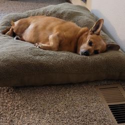 PET BEDS (Washable, Soft & Cozy)