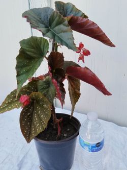 Blooming Begonias