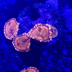 Playboy Bunny Zoa Display Decor