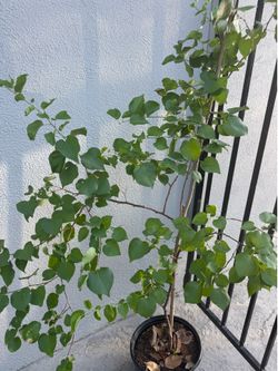 Apricot