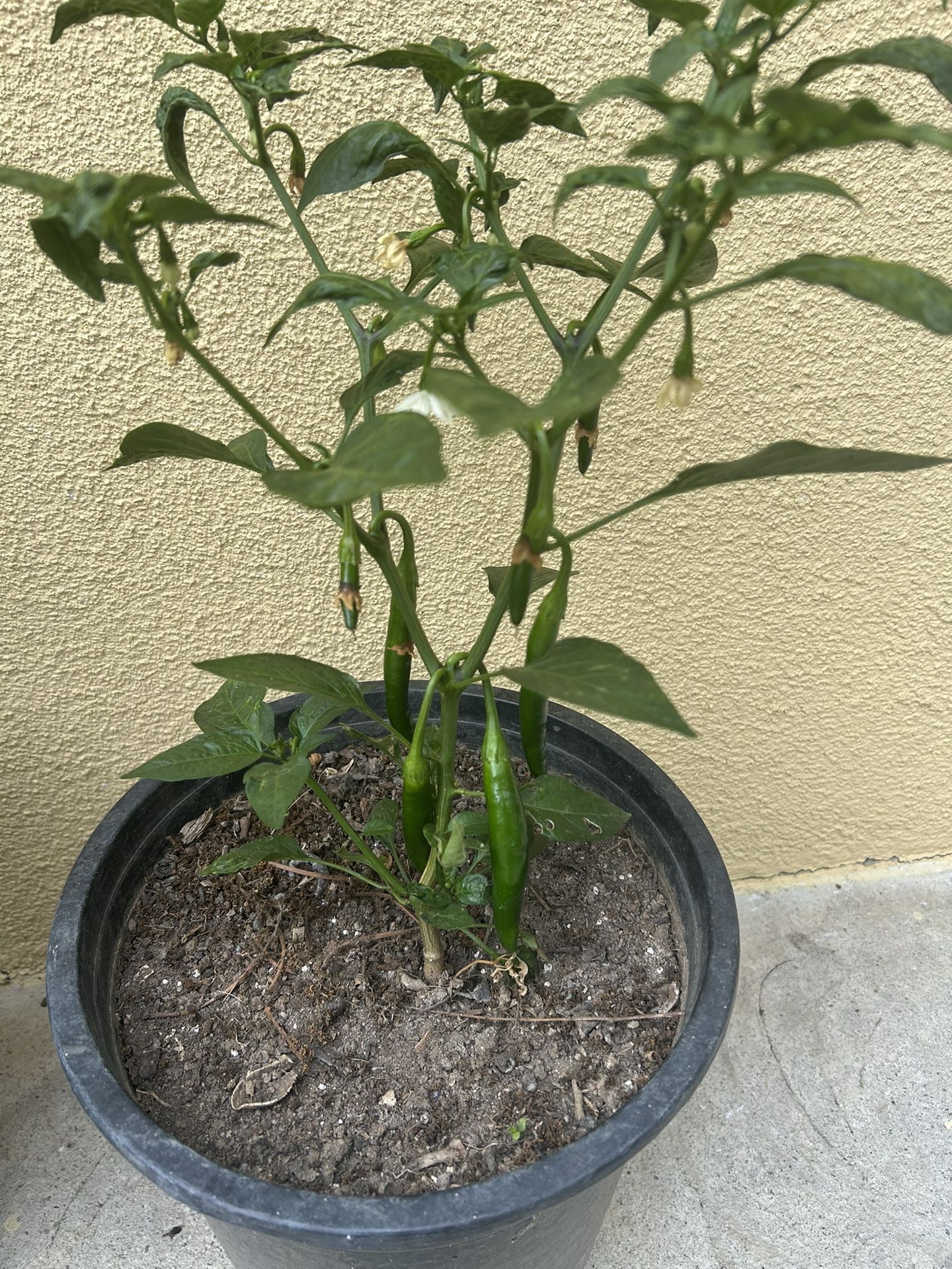 Mata De Chile Serrano