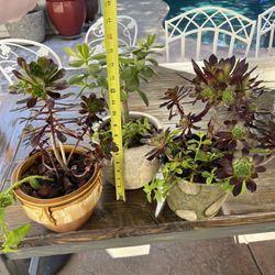 Potted Succulent Plants $25 each