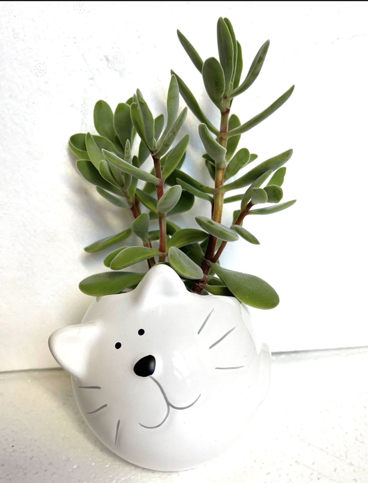 House Plant In Cute Ceramic Pot 4"H.
