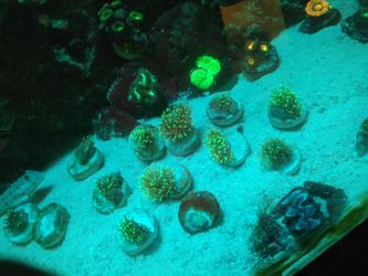 Neon green toadstool leather coral