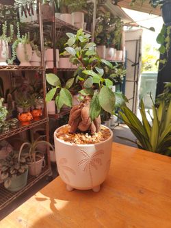 Ginseng Ficus Bonsai Tree
