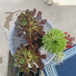 3 Succulents In A Planter