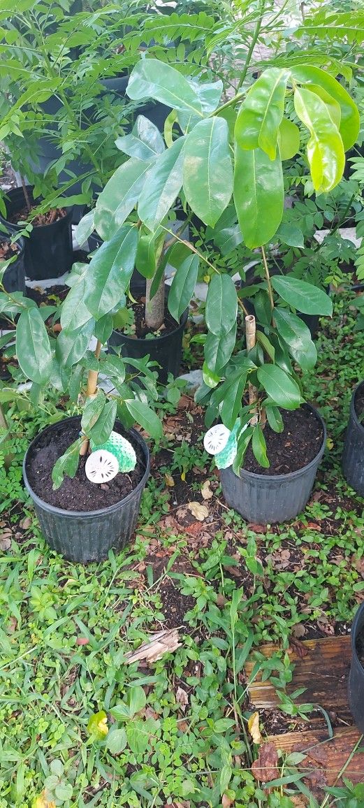 Soursop Tree