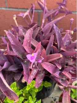 Purple Heart plant