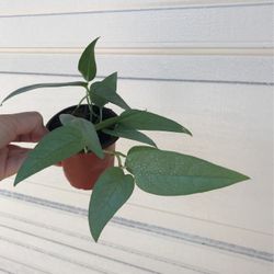 Beautiful Cebu Blue Pothos Plant