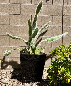 Cleistocactus colademononis