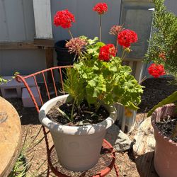 Geraniums And Sago Palm Plant