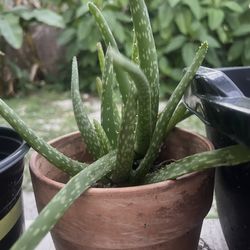 Sabila aloe Vera plant