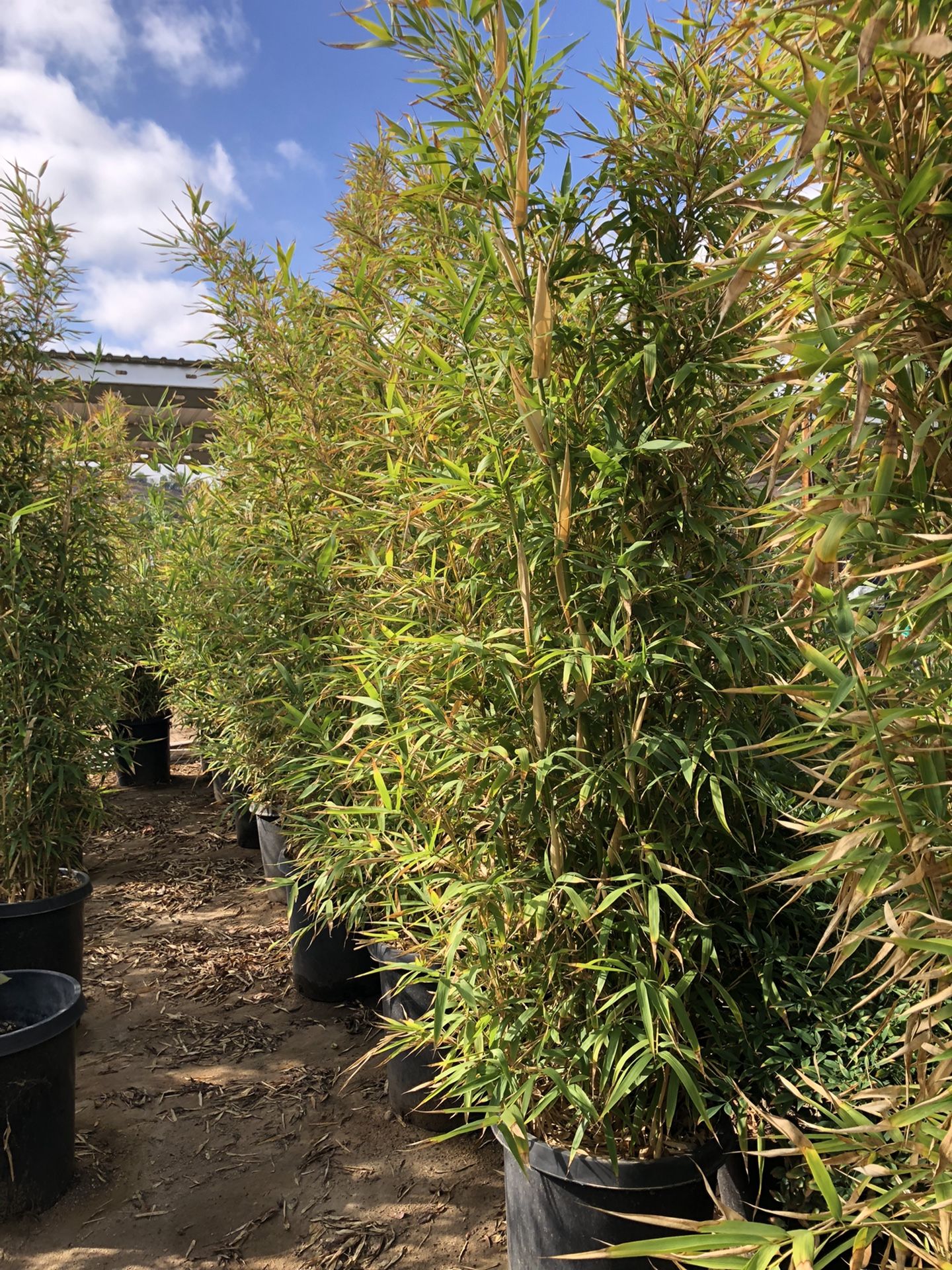 Bamboo Plant