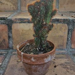 Potted Plant of CACTI/CACTUS Succulents