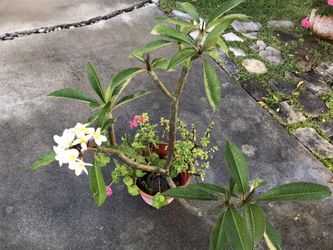 Yellow Plumeria Tree