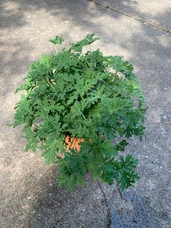 Citronella  plant big
