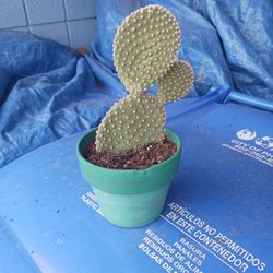 Ceramic Pot With Prickly Pear Cactus