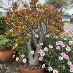 This succulent is over 2 feet tall, about 3 feet tall with its pot, with a crown width of 2.5 feet and a trunk that is 6 inches thick at its thickest 