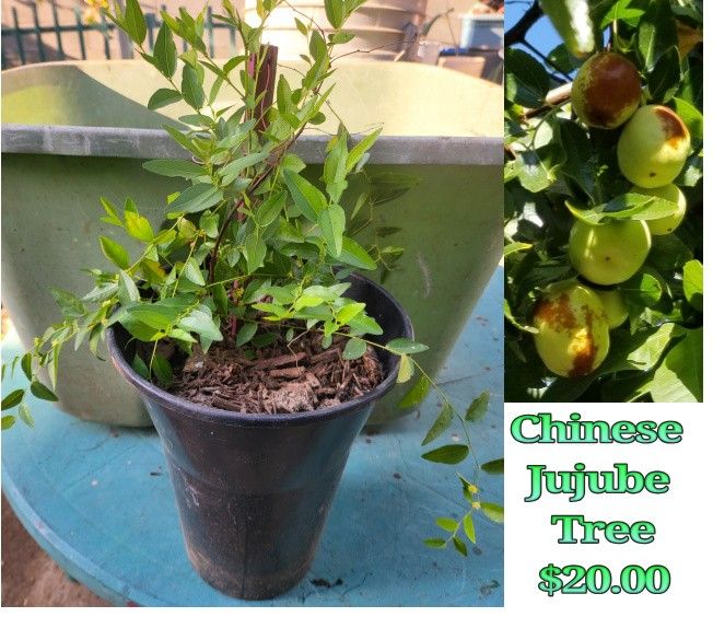Chinese Jujube Tree