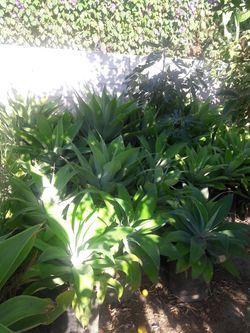 Sago palm tree and agaves