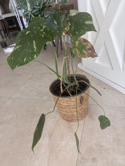 Monstera Thai