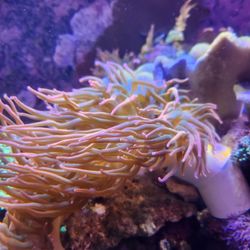 Saltwater Aquarium Decoration Rainbow Anemones 