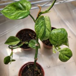 Variegated Heartleaf(3 Available)
