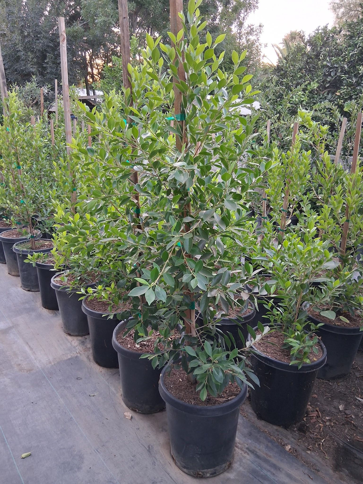 FICUS TRESS (15GL) 6-7FT 