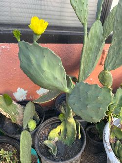 Nopal comestible
