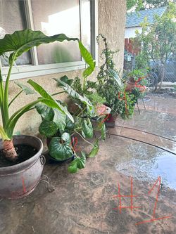 Plants for sale