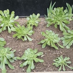 Rooted Succulent Stems