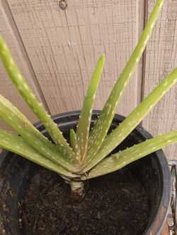 Plant