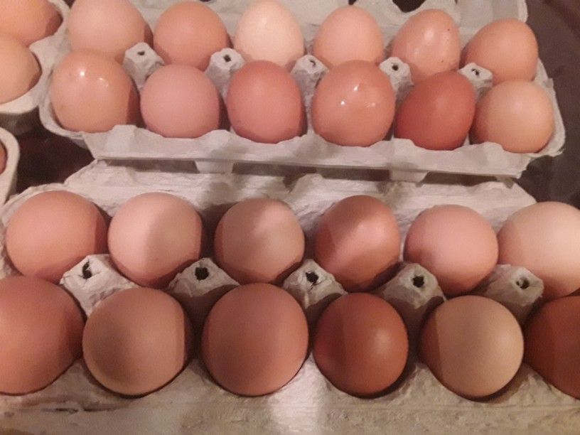 Eggs Organic brown