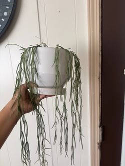Hoya linearis with pot