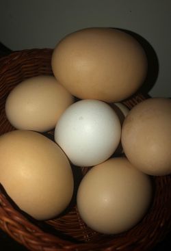 Fresh farm eggs
