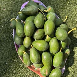 Organic Mexican Advocate, 6 For $4
