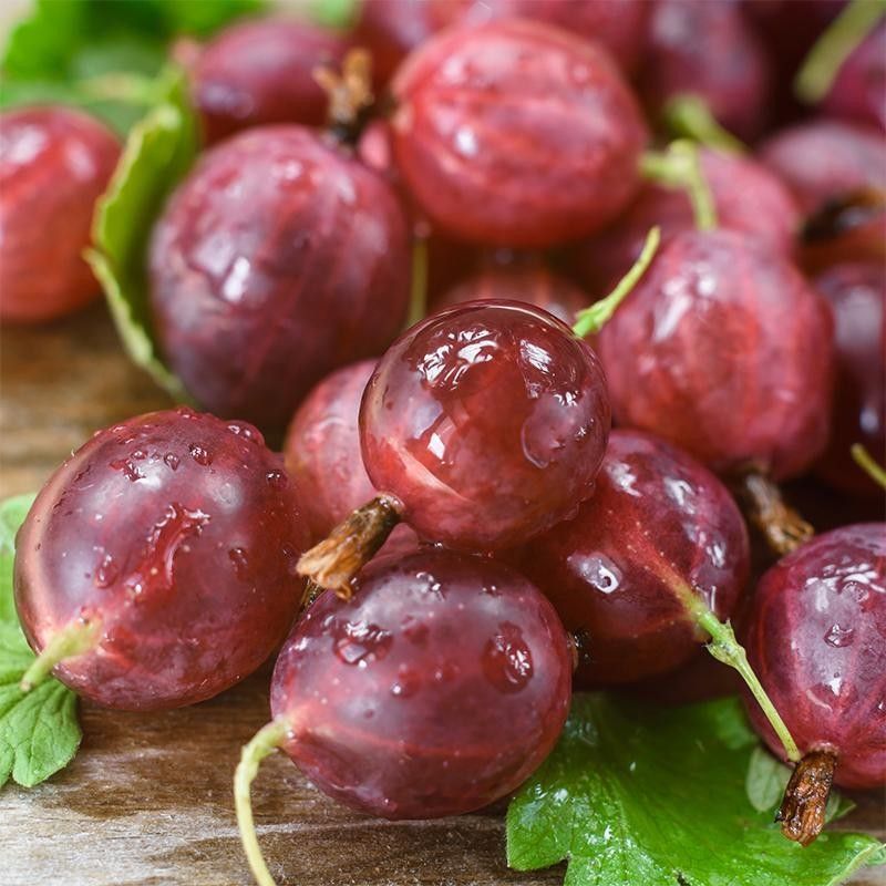 Gooseberry Plants 