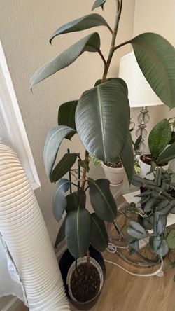 Rubber fig ficus - please read full description