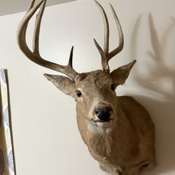 7 Point Ohio Buck Mount!! Tagged