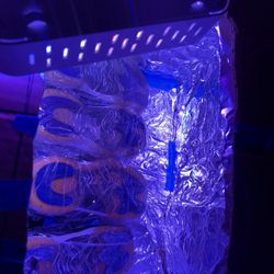 Sneaker Icing Services