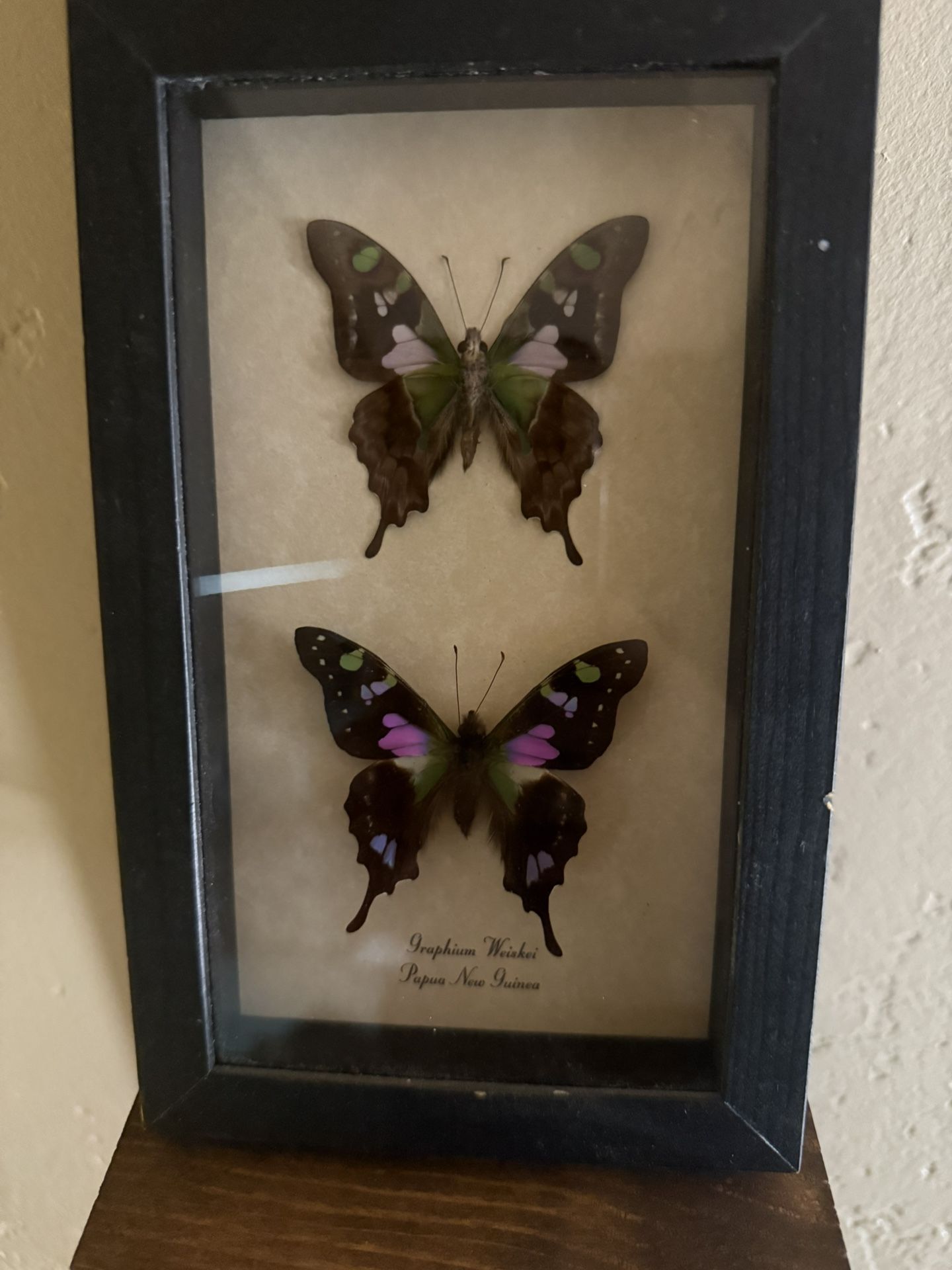 Real Framed Graphium Weiskei Butterflies – Papua New Guinea