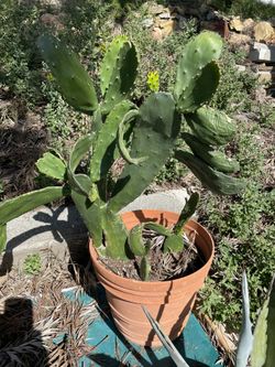 Nopal prickly pear