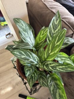 Large Aglaonema Plant